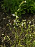 Слика од Silene dichotoma Ehrh.