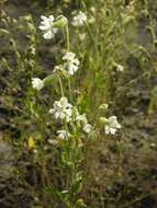 Слика од Silene dichotoma Ehrh.