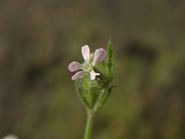 Image of Catchfly