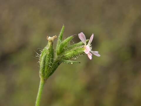 Image of Catchfly