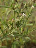 Image of Catchfly