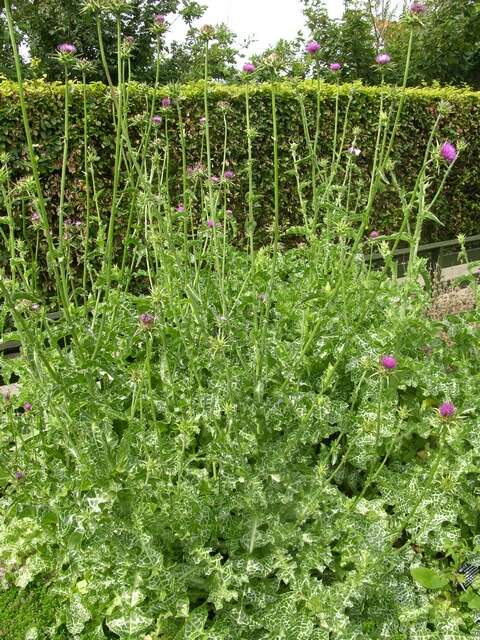 Image of Milk thistle