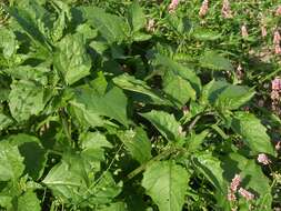 Image of European Black Nightshade