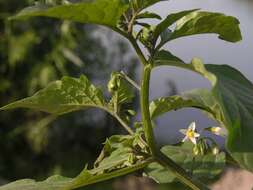 Image of European Black Nightshade