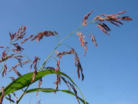 Image of sorghum