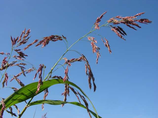 Image of sorghum