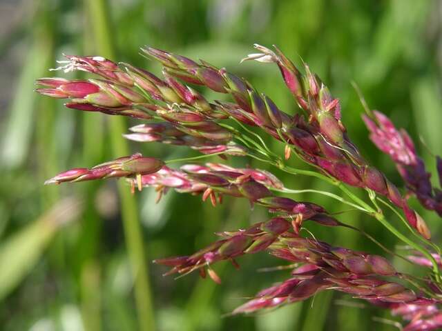 Image of sorghum