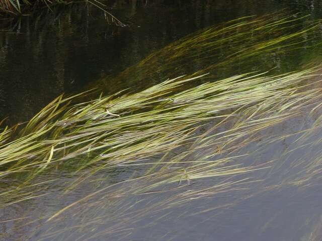 Image of bur-reed