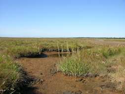 Image of cordgrass