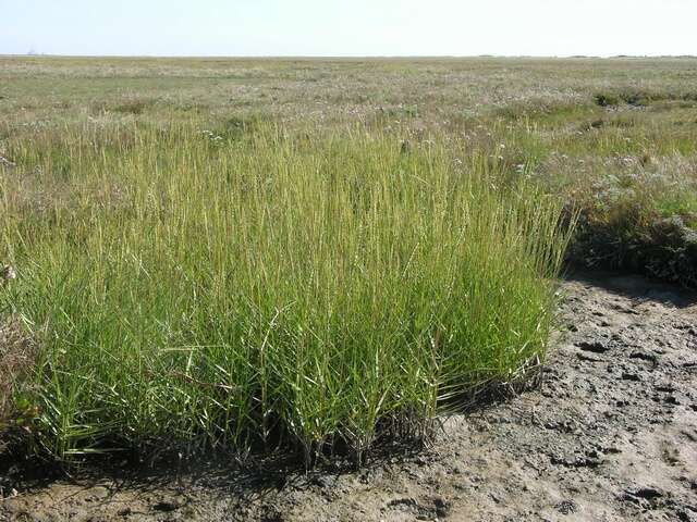 Image of cordgrass