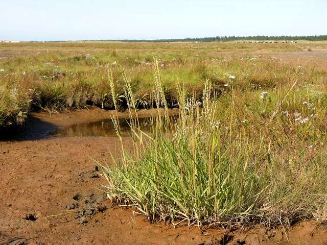 Image of cordgrass