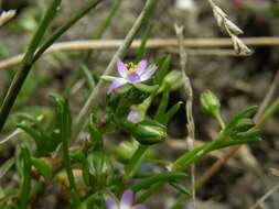 Image of sandspurry