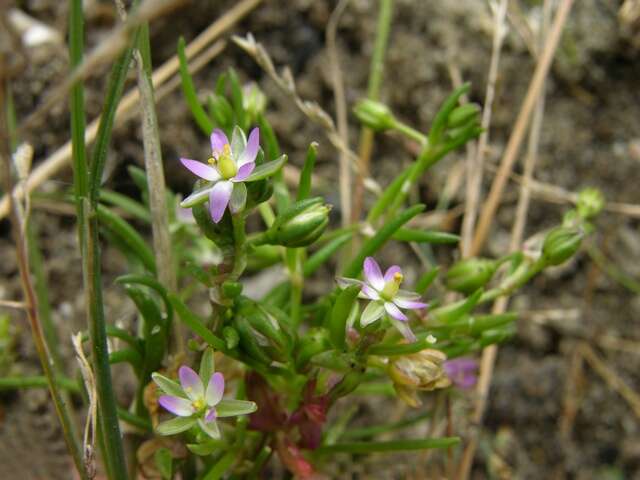 Image of sandspurry