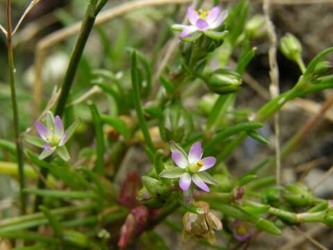 Image de Spergularia