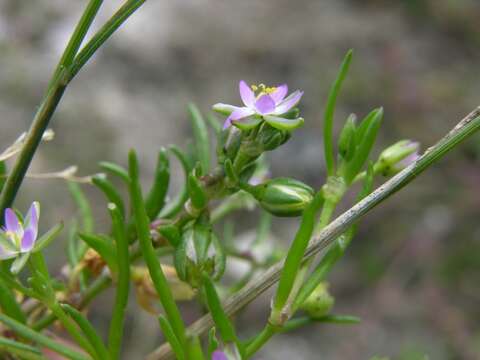 Image de Spergularia