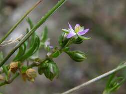 Image of sandspurry