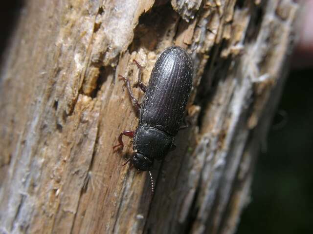 Слика од Tenebrio Linnaeus 1758