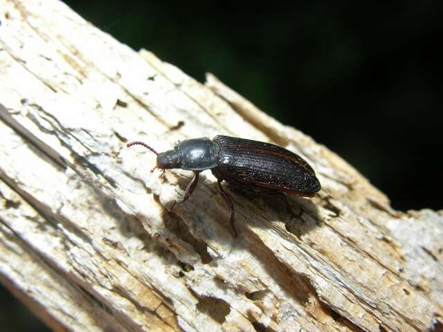 Слика од Tenebrio Linnaeus 1758