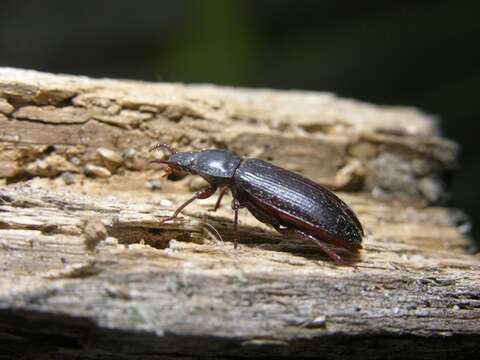 Image de Tenebrio Linnaeus 1758