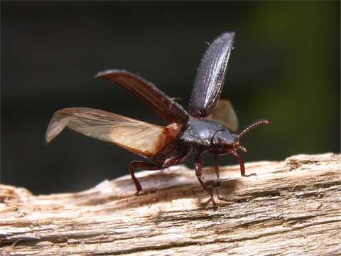 Image of Tenebrio Linnaeus 1758