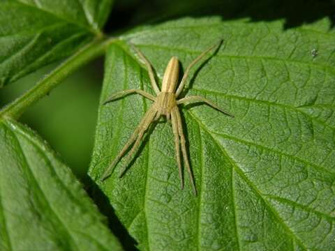 Image of Slender Crab Spiders