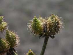 Image of false carrot