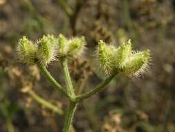 Image of false carrot