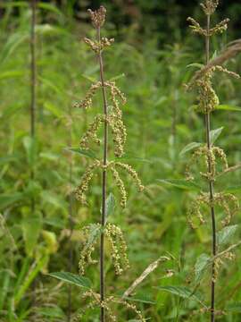 Image of nettle