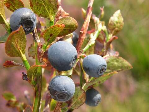 Vaccinium resmi