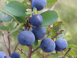 Image of blueberry