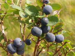 Image of blueberry