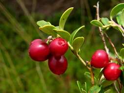 Image of blueberry