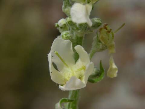 Image of mullein