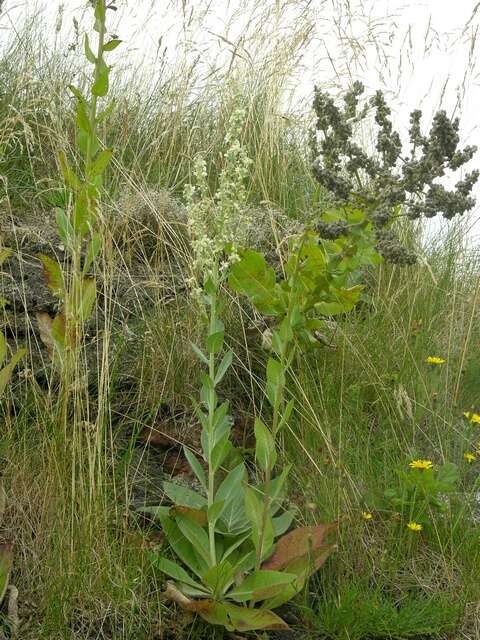 Image of mullein