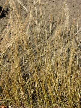 Image of fescue