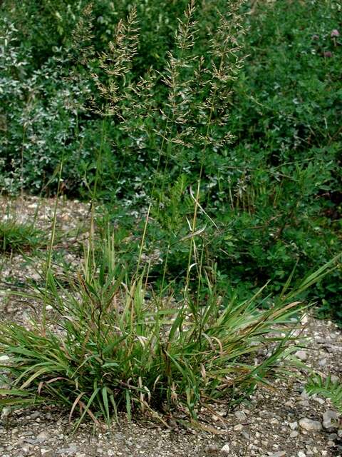 Image of bentgrass