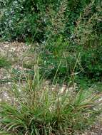 Plancia ëd Agrostis