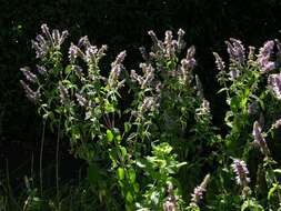 Image of Garden mint