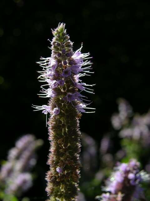 Image of Garden mint