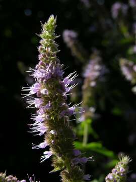 Image of Garden mint