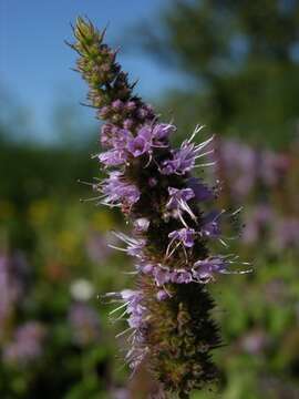 Image of Garden mint