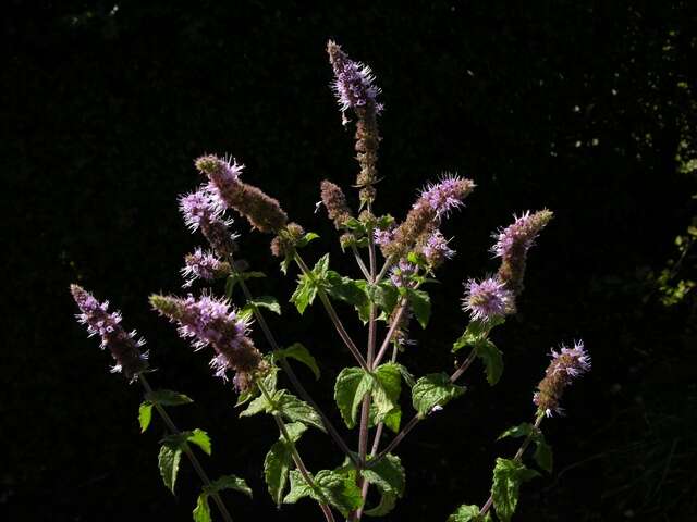 Image of Garden mint