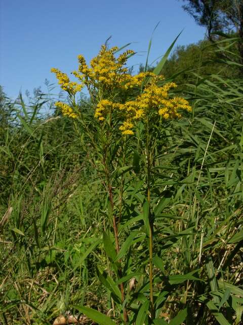 Image of goldenrod