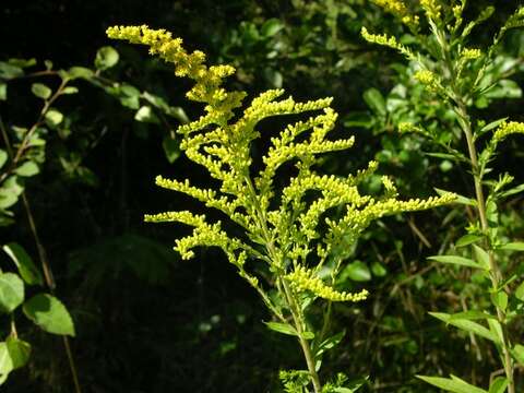 Image of goldenrod