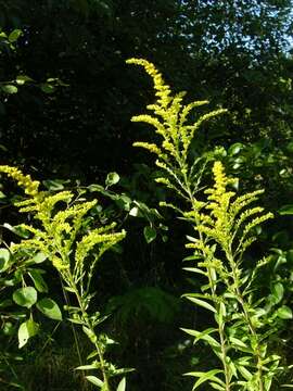 Image of goldenrod