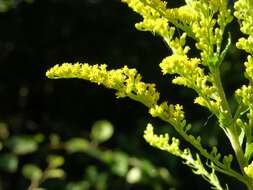 Image of goldenrod