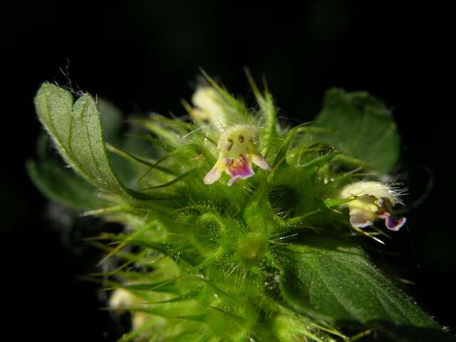 Image of hempnettle