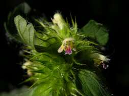 Image of hempnettle