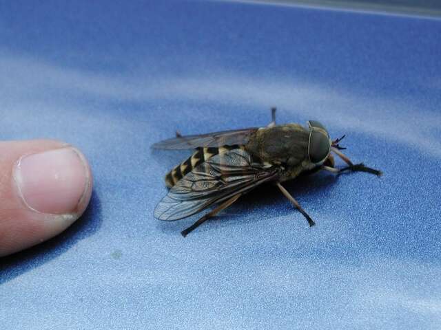 Image of horse and deer flies