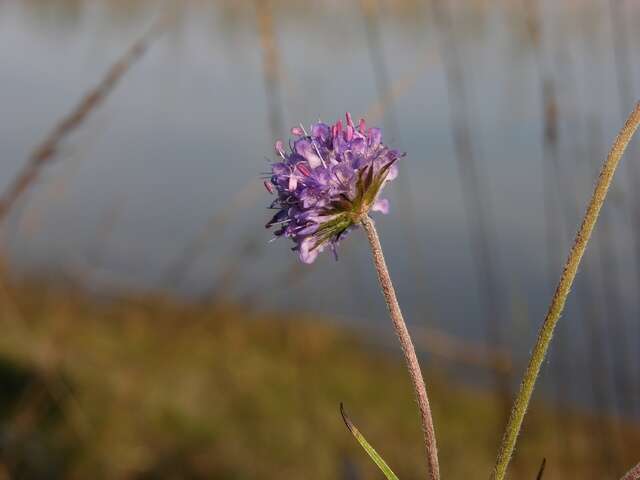 Image of Devil’s Bit Scabious